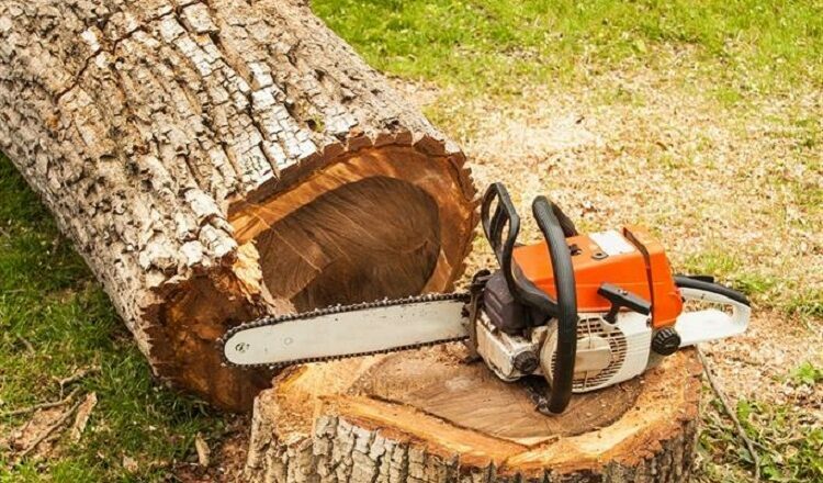Let Experts Assist You with Your Tree Felling Needs