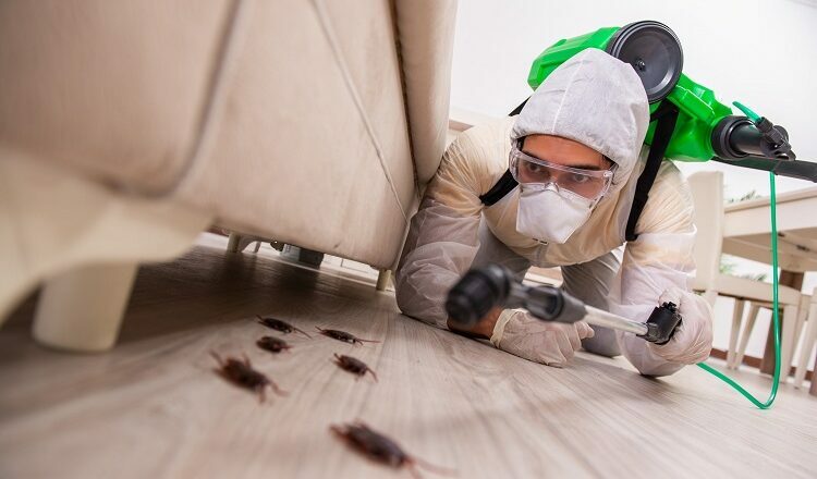 Pest Control: What You Need to Know