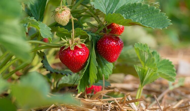 Choose The Best Strawberry Plants For Sale