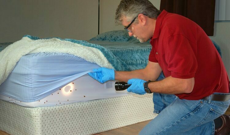 How can You Get Rid of Bed Bugs and Sleep Well at Night?