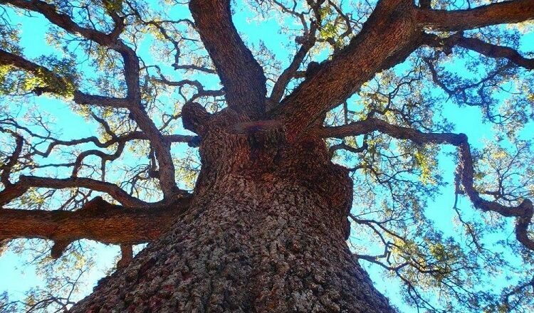 Trees: Increasing Property Values