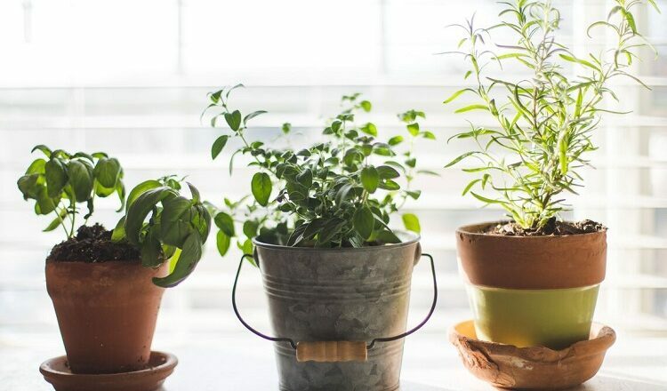 <strong>Freshen Up Your Garden with Peppermint Plants</strong>