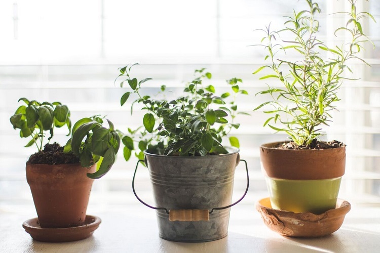 Peppermint Plants