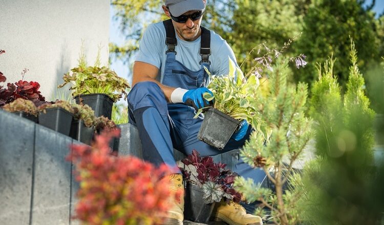 Best Ways To Ensure Proper Plant Health in Your Garden