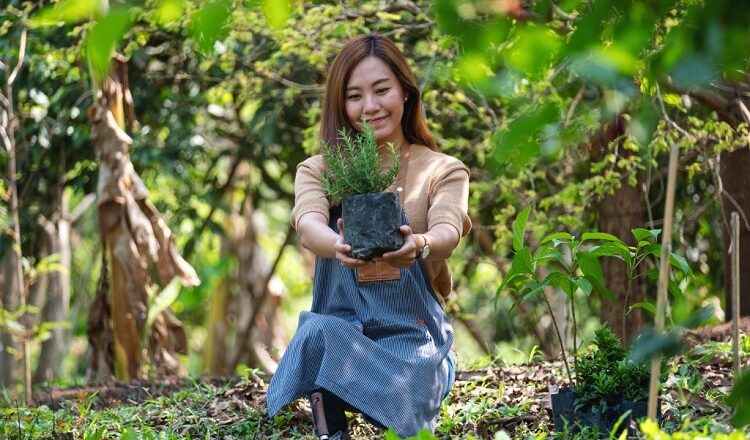 Crafting a Comprehensive Guide: Building Your Own Vegetable Garden at Home