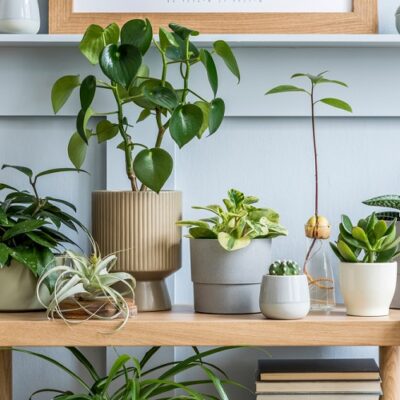 Guidelines to Maintain the Health of Your Plants Throughout the Year