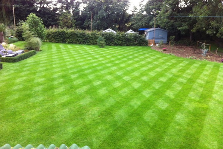 Lawns