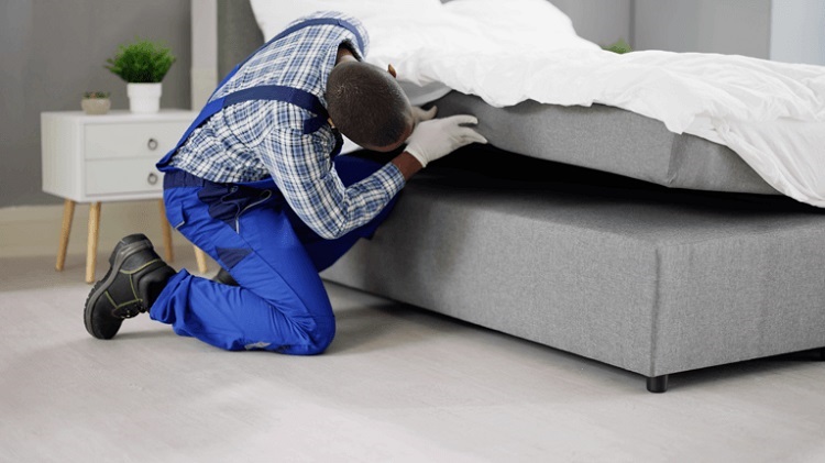 Bed Bug Elimination — DIY Methods You Should Know Bed Bug Elimination