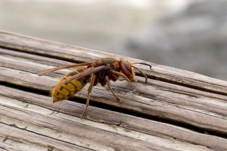 Paper Wasps vs. Yellowjackets – Identifying Different Stinging Insects Insects