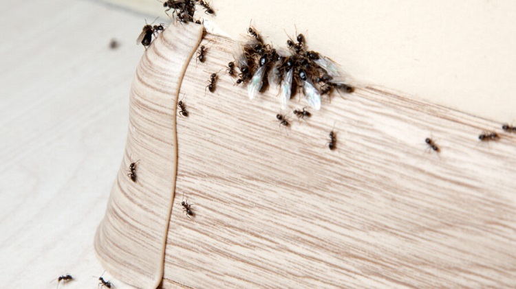 Belleville's Top 5 Pest Challenges and How to Address Each Pest