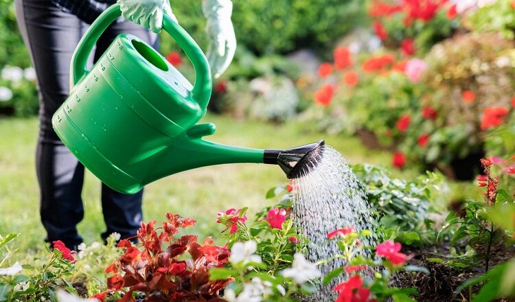 Pest Challenges in Winter Garden: Avoid the Usual Mistakes